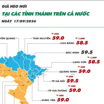 Ngày 17/09/2026 giá heo hơi ghi nhận xu hướng giảm