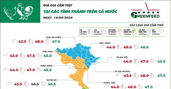 Ngày 18/09/2026 trong khi gà Mía giảm nhẹ
