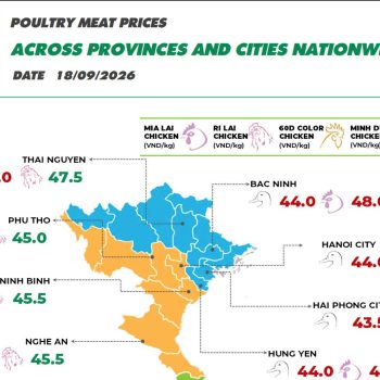 On September 18, 2026, Mia chicken prices decreased slightly