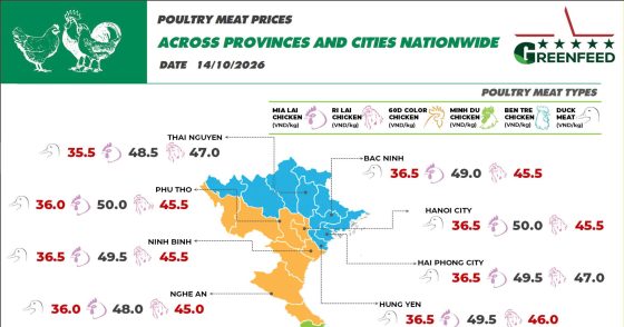 On October 14, 2026, Minh Du chicken prices remained unchanged nationwide