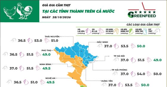 Ngày 28/10/2026 giá gà Ri tiếp tục tăng tại Miền Bắc, trong khi gà Mía giữ ổn định so với hôm qua