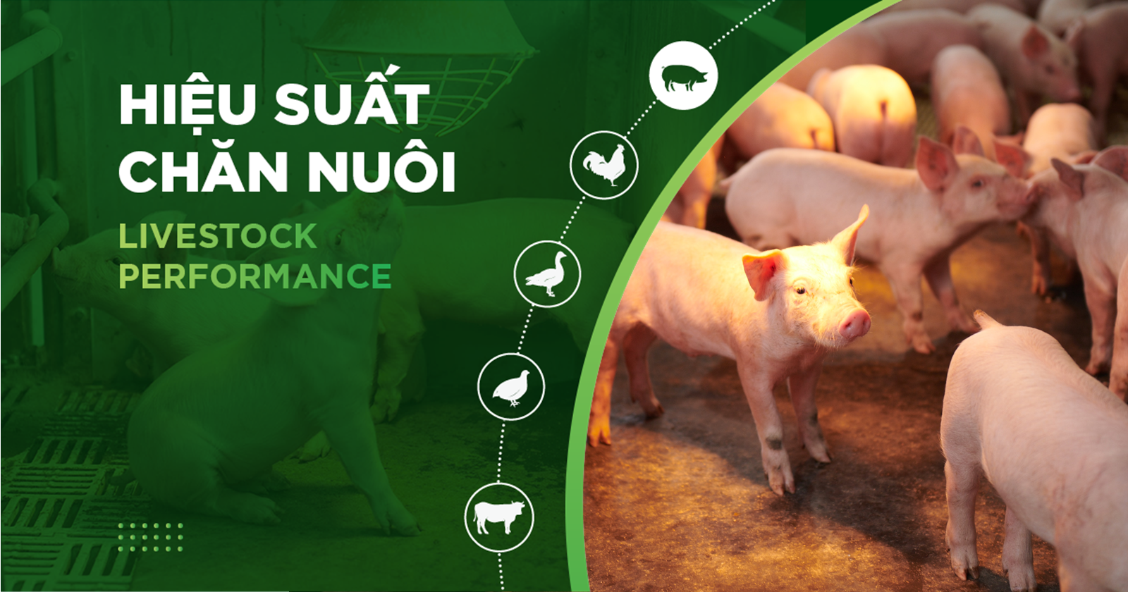 LIVESTOCK FARMING EFFICIENCY – CUSTOMER PIG FARM LE THI HUONG