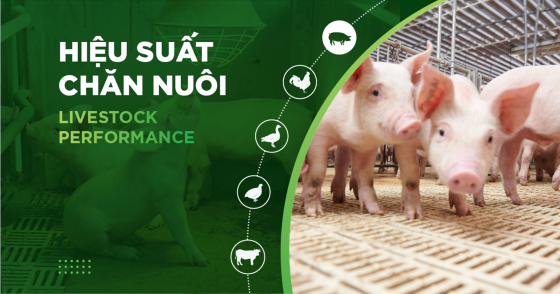 LIVESTOCK FARMING EFFICIENCY – ANH LAM PIG FARM