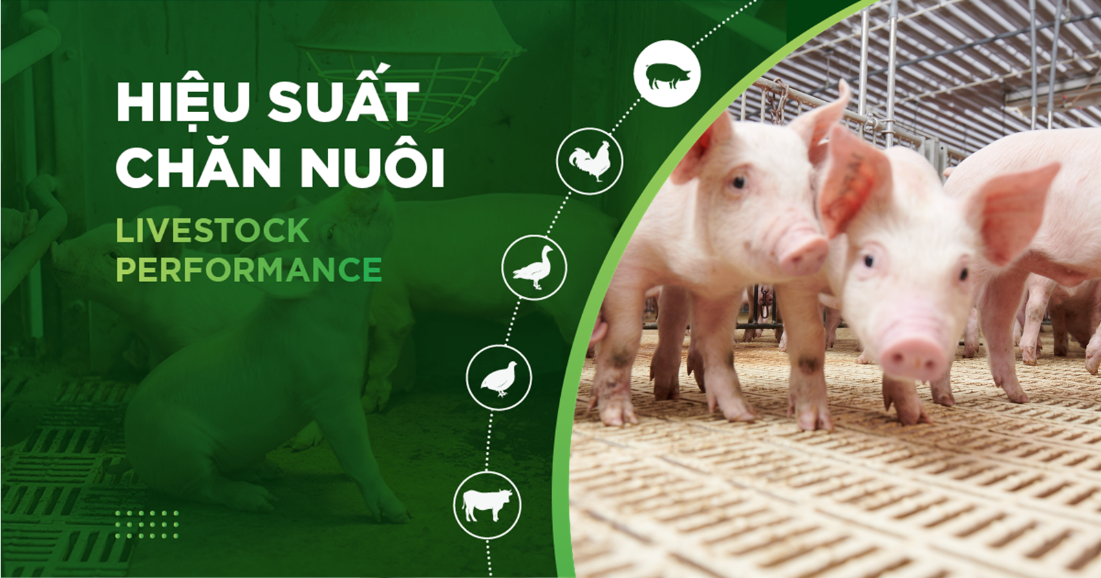 LIVESTOCK FARMING EFFICIENCY – ANH LAM PIG FARM