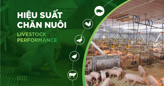 LIVESTOCK FARMING EFFICIENCY – CUSTOMER TRUONG QUANG DAO’S PIG FARM