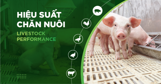 LIVESTOCK FARMING EFFICIENCY – CUSTOMER MR. VINH’S PIG FARM
