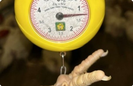 Weighing broilers to measure body weight at the Doan Cong Hieu 01 farm | Cân kiểm tra trọng lượng gà thịt, GREENFEED