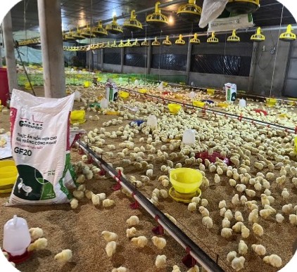 Chicks in the brooding area with feeders and drinkers at the Dung Cuc farm, Buon Me Thuot – Dak Lak | Gà con trong khu úm có máng ăn, máng uống, GREENFEED