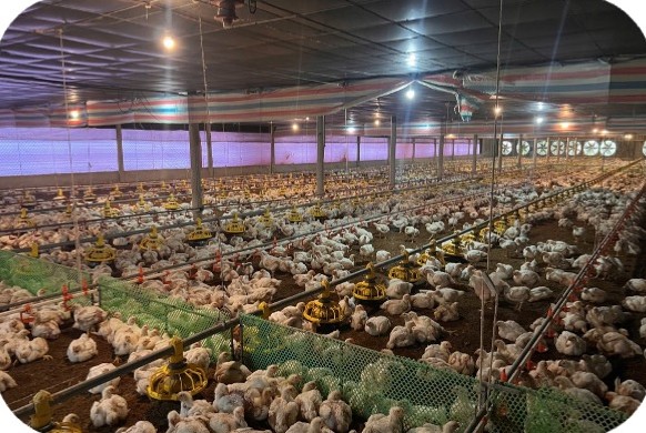 White broiler flock in a closed house at the Dung Cuc farm, Buon Me Thuot – Dak Lak | Đàn gà trắng trong chuồng kín, GREENFEED