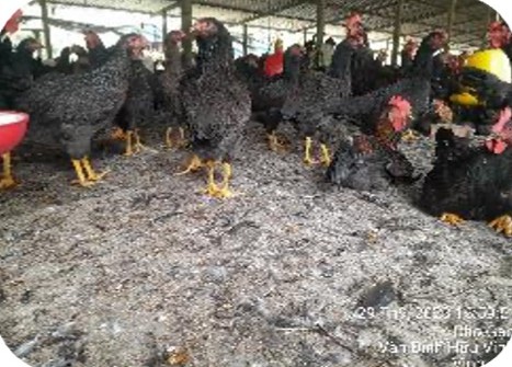 Coloured broiler chickens on litter floor at the Hoang Luan C2 farm, Cho Gao – Tien Giang | Đàn gà lông màu trên nền chất độn chuồng, GREENFEED
