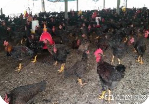 Coloured broiler flock in an open-sided house at the Hoang Luan C2 farm, Cho Gao – Tien Giang | Đàn gà lông màu trong chuồng hở, GREENFEED