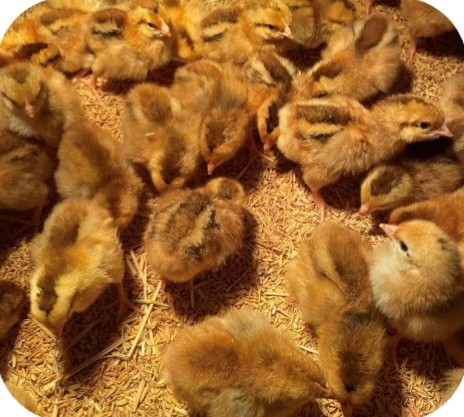 Cận cảnh gà con lông màu tại trại Lê Hữu Trí, Hương Lô – Huế | Close-up of coloured broiler chicks, GREENFEED