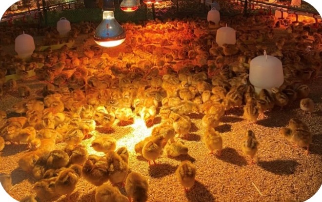 Chuồng úm gà con có đèn sưởi tại trại Lê Hữu Trí, Hương Lô – Huế | Brooding house with heat lamps for chicks, GREENFEED