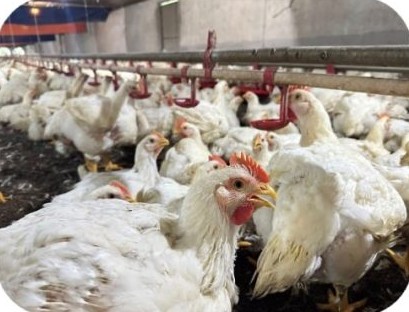 Đàn gà thịt lông trắng trong chuồng kín tại trại Lê Thị Thu 01, Long Nguyên – HCM | White broiler flock in a closed house, GREENFEED