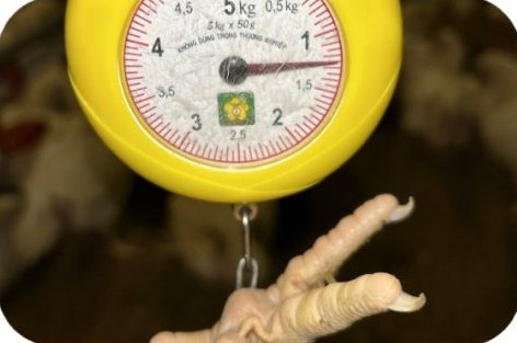 Cân kiểm tra trọng lượng gà thịt tại trại Lê Thị Thu 01, Long Nguyên – HCM | Weighing broiler chickens to measure body weight, GREENFEED