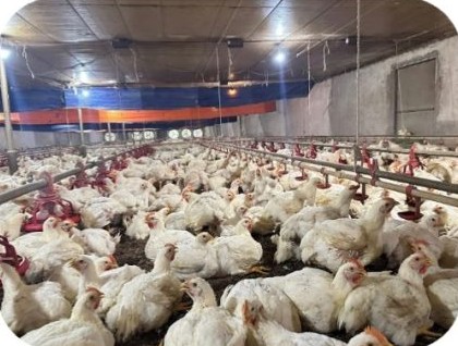 White broiler flock in a closed house at the Le Thi Thu 02 farm, Long Nguyen – HCMC | Đàn gà thịt lông trắng trong chuồng kín, GREENFEED