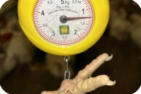 Weighing broiler chickens to measure body weight at the Le Thi Thu 02 farm, Long Nguyen – HCMC | Cân kiểm tra trọng lượng gà thịt, GREENFEED