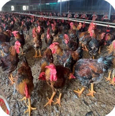 Close-up of red-combed coloured broilers at the Mr. Toan farm, Doan Hung – Phu Tho | Cận cảnh gà lông màu mào đỏ, GREENFEED