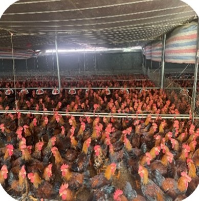 Overview of the coloured broiler flock in the house at the Mr. Toan farm, Doan Hung – Phu Tho | Toàn cảnh đàn gà lông màu trong chuồng, GREENFEED