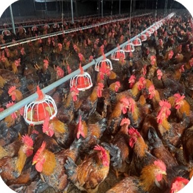Coloured broilers along hanging feeder lines at the Mr. Toan farm, Doan Hung – Phu Tho | Đàn gà lông màu bên dãy máng ăn treo, GREENFEED