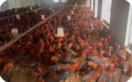 Coloured broiler flock with hanging feeders and drinkers at the Mr. Tuyen farm, Luc Nam – Bac Giang | Đàn gà lông màu trong chuồng có máng ăn, máng uống treo, GREENFEED
