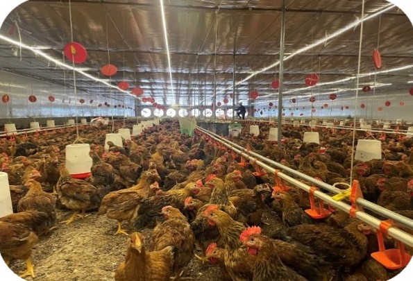 Coloured broiler flock with feeders and drinkers in a closed house at the Nguyen Van Kien farm, Song Lo – Vinh Phuc | Đàn gà lông màu trong chuồng kín có máng ăn, máng uống, GREENFEED