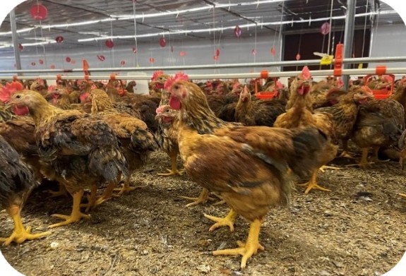 Close-up of the coloured broiler flock at the Nguyen Van Kien farm, Song Lo – Vinh Phuc | Cận cảnh đàn gà lông màu, GREENFEED
