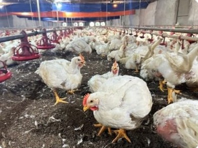 3F100 broiler flock in a closed house at the Doan Cong Hieu 01 farm, Long Nguyen – HCMC | Đàn gà thịt 3F100 nuôi chuồng kín, GREENFEED