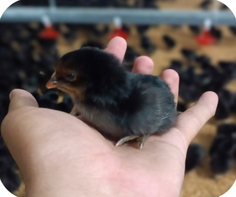 Coloured broiler chick held in hand at HKT Farm, Hon Dat – Kien Giang | Gà con lông màu trên tay, GREENFEED