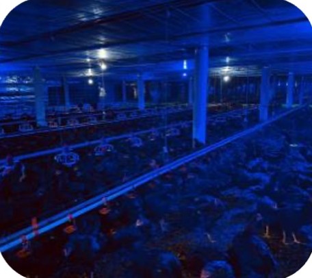 Broiler flock in a closed house at HKT Farm, Hon Dat – Kien Giang | Đàn gà trong chuồng kín, GREENFEED