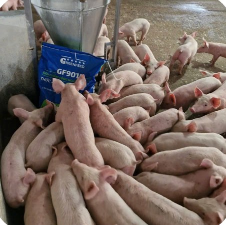 Pigs eating around an automatic feeder with a GF901 feed bag at Mr. Vinh's farm, Eakar – Daklak | GREENFEED
