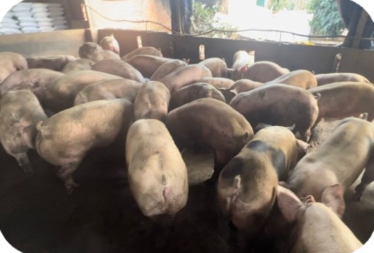 Finishing pigs in a pen at the Ha Lien farm, Ea Kar – Dak Lak | Đàn heo thịt trong ô chuồng, GREENFEED