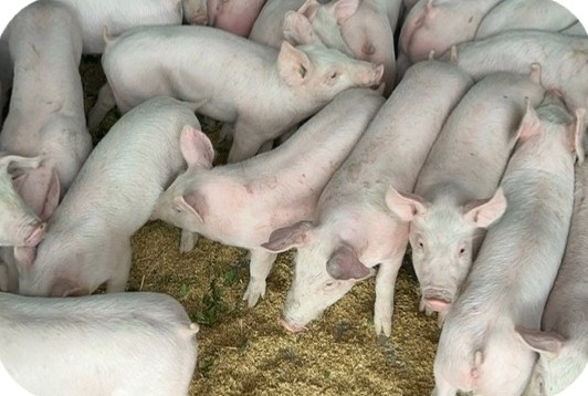 Group of young pigs in the pen at the Ha Lien farm, Ea Kar – Dak Lak | Đàn heo con trắng hồng trong chuồng, GREENFEED
