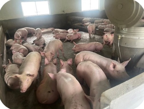 Heo thịt trong ô chuồng có máng ăn tự động tại trại Kiên Tâm, Cầu Kè – Trà Vinh | Finishing pigs in a pen with automatic feeder, GREENFEED