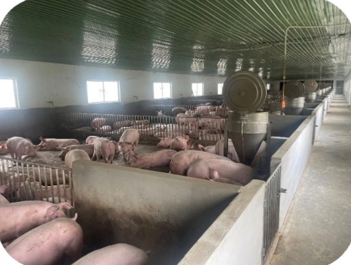 Dãy ô chuồng heo trong chuồng kín tại trại Kiên Tâm, Cầu Kè – Trà Vinh | Row of pig pens in a closed house, GREENFEED