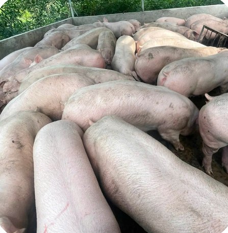 Đàn heo thịt trong ô chuồng tại trại khách hàng Lê Thị Hường, Tân Thạnh – Long An | Finishing pigs in a pen at customer Le Thi Huong's farm, GREENFEED
