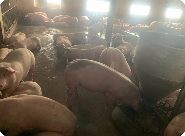 Heo thịt trong chuồng kín có máng ăn tự động tại trại khách hàng Lê Thị Hường, Tân Thạnh – Long An | Finishing pigs in a closed house with an automatic feeder at customer Le Thi Huong's farm, GREENFEED