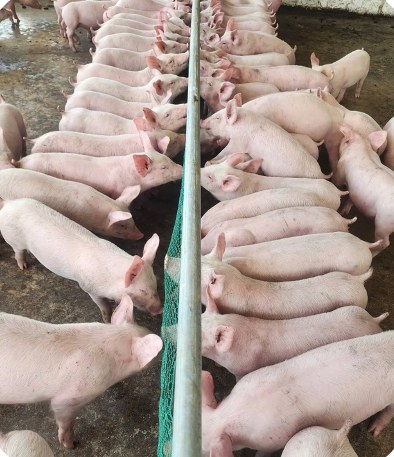 Heo ăn dọc hai bên máng ăn dài trong chuồng tại trại Mr. Lâm, Vĩnh Am – Hải Phòng | Pigs feeding along both sides of a long feed trough at Mr. Lam's farm, GREENFEED