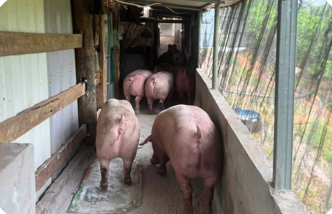 Hành lang giữa các dãy chuồng heo thịt tại trại Mr. Lâm, Vĩnh Am – Hải Phòng | Corridor between finishing pig pens at Mr. Lam's farm, GREENFEED