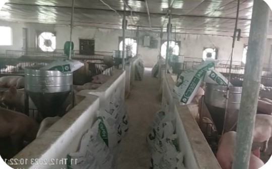 Pig pens with automatic feeders in a closed house at the Nguyen Quang Thong farm, Huong Khe – Ha Tinh | Dãy ô chuồng heo trong chuồng kín có máng ăn tự động, GREENFEED
