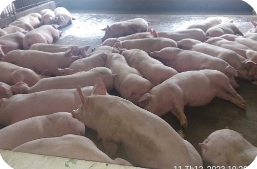 Finishing pigs resting in the pen at the Nguyen Quang Thong farm, Huong Khe – Ha Tinh | Đàn heo thịt trong ô chuồng, GREENFEED