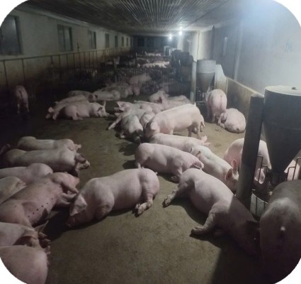 Finishing pigs resting in a closed house with automatic feeder at the Nguyen Thi My Hanh farm, Krong Ana – Dak Lak | Heo thịt nghỉ trong chuồng kín có máng ăn tự động, GREENFEED