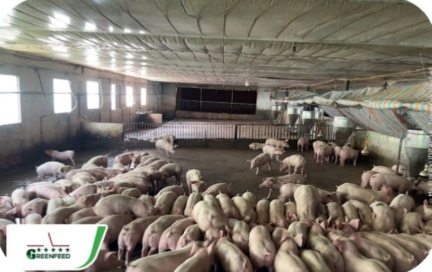 Finishing pig herd in a closed house at the Nguyen Thi My Hanh farm, Krong Ana – Dak Lak | Đàn heo thịt trong chuồng kín, GREENFEED