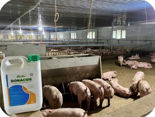 Finishing pigs in a pen with stainless feeder at the Nguyen Vinh Hung farm, Hai Lang – Quang Tri | Heo thịt trong ô chuồng có máng ăn inox, GREENFEED