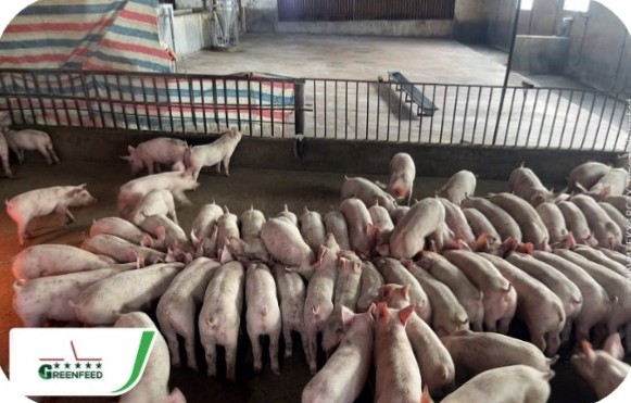 Group of finishing pigs in the pen at the Nguyen Vinh Hung farm, Hai Lang – Quang Tri | Đàn heo thịt trong ô chuồng, GREENFEED