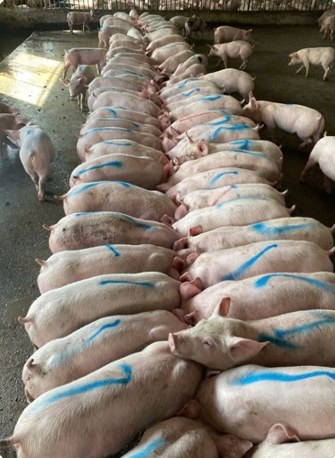 Finishing pigs lined up at the feed trough at customer Truong Quang Dao's farm, Bo Trach – Quang Binh | GREENFEED