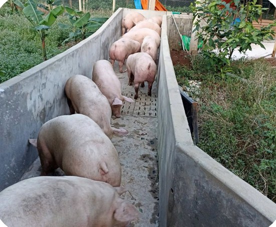 Finishing pigs in a concrete-walled pen at customer Truong Quang Dao's farm, Bo Trach – Quang Binh | GREENFEED