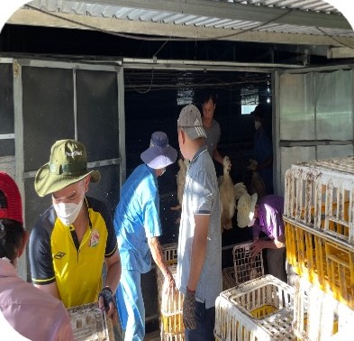 Catching meat ducks into crates at market time at the Mr. Phu farm, Phong Dien – Thua Thien Hue | Bắt vịt thịt vào lồng khi xuất chuồng, GREENFEED