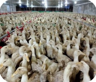 Meat duck flock in a closed house at the Ha Vy farm, Tra My – Quang Nam | Đàn vịt thịt trong chuồng kín, GREENFEED