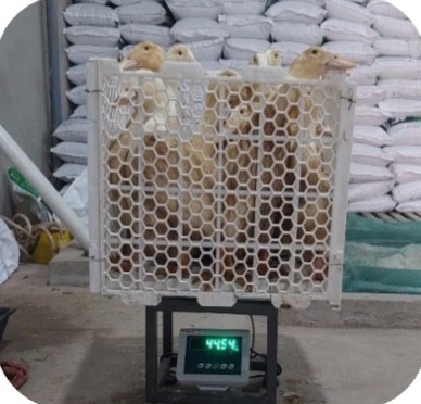 Cân vịt bằng cân điện tử tại trại tại trại Hệ thống Hà Tuyển, Xuyên Mộc – BRVT | Weighing ducks on an electronic scale, GREENFEED